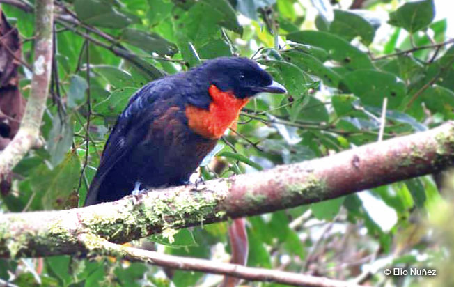 red-ruffed_fruitcrow
