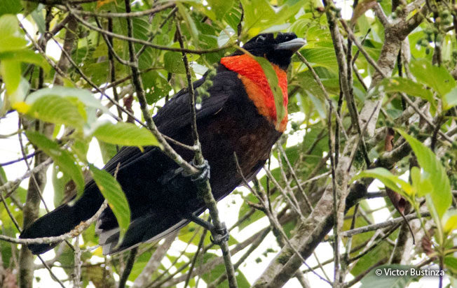 red-ruffed_fruitcrow