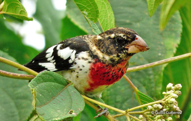 rose-breasted_grosbeak