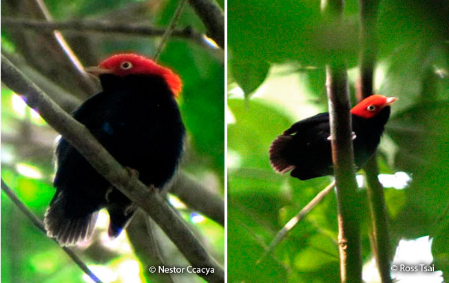 round-tailed_manakin