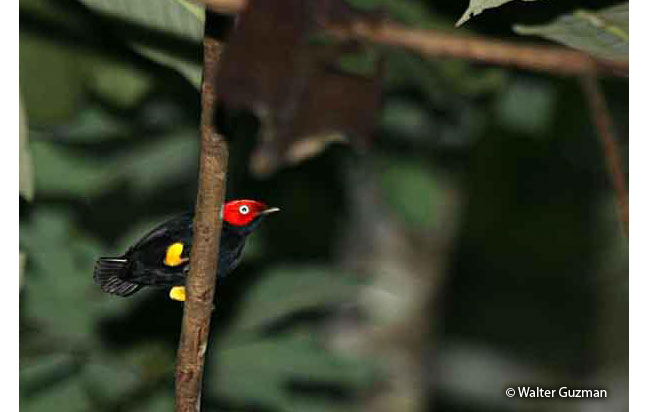 round-tailed_manakin