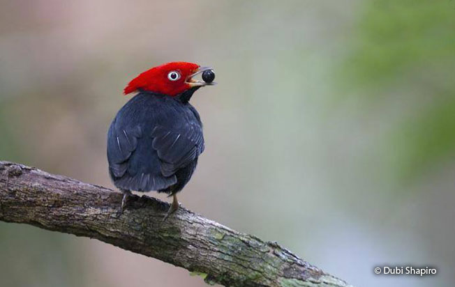 round-tailed_manakin