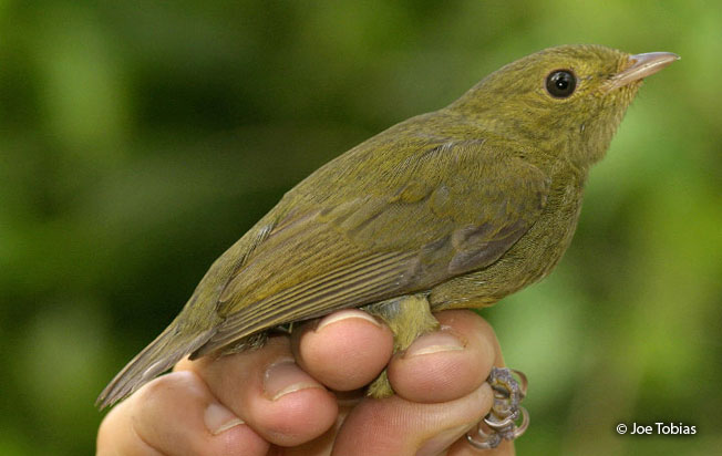 round-tailed_manakin