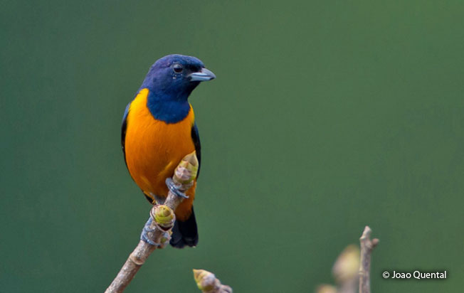 rufous-bellied_euphonia