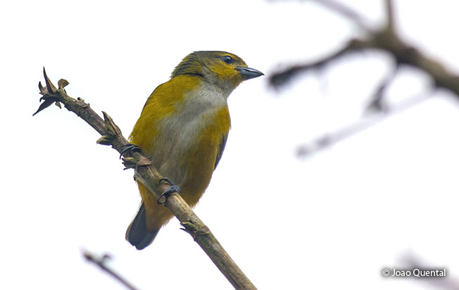 rufous-bellied_euphonia