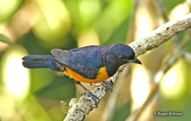 rufous-bellied_euphonia