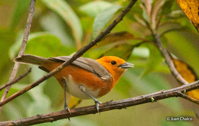 rufous-chested_tanager
