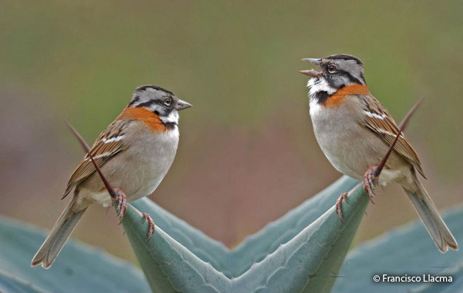 rufous-collared-sparrow