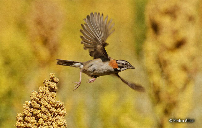 rufous-collared-sparrow