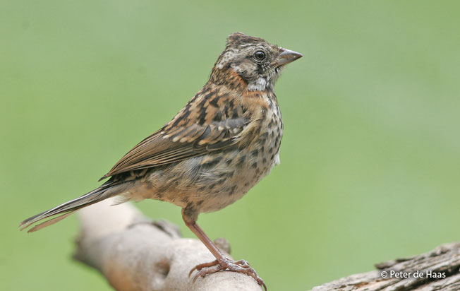 rufous-collared-sparrow