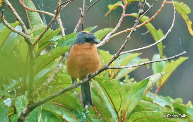 rufous-crested_tanager