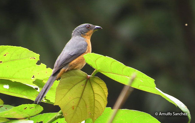 rufous-crested_tanager