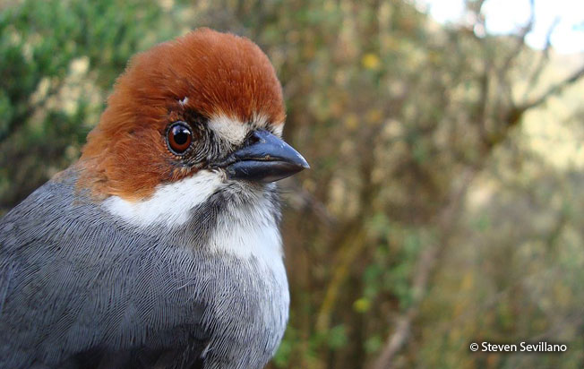 rufous-eared-brush-finch