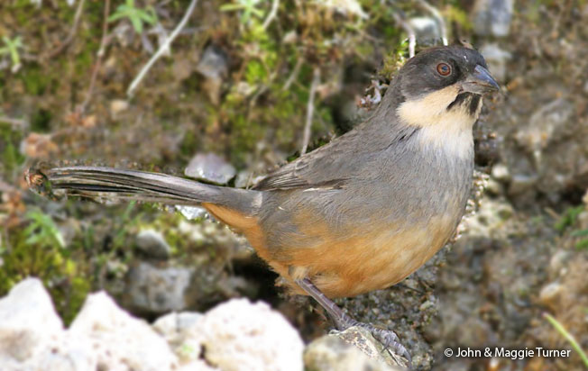 rusty-bellied-brush-finch