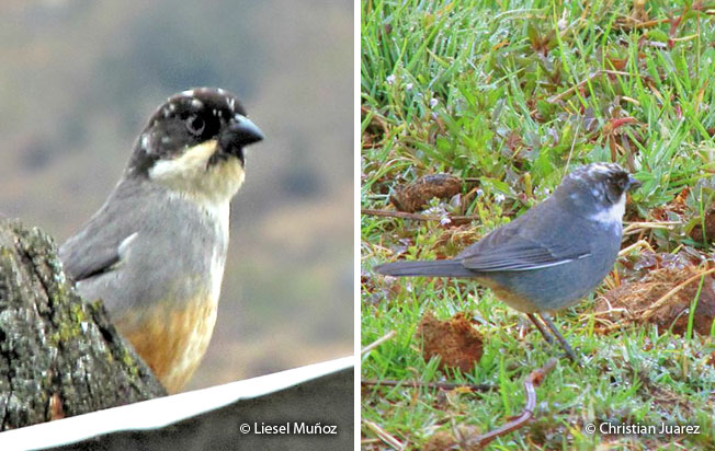 rusty-bellied-brush-finch