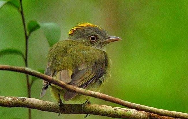 saffron-crested_tyrant-manakin