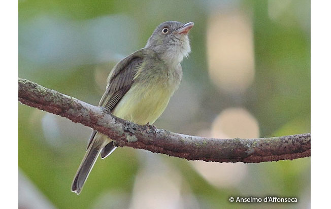 saffron-crested_tyrant-manakin
