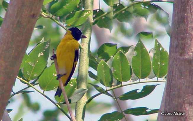saffron_siskin