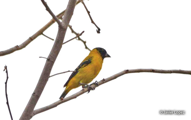 saffron_siskin