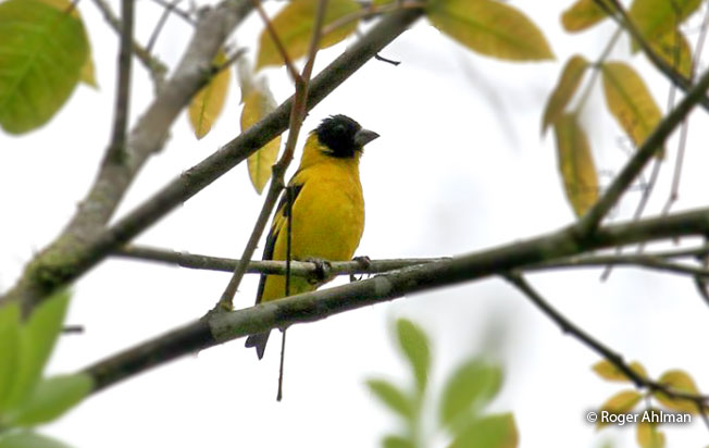 saffron_siskin