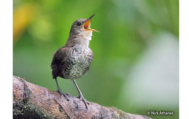 scaly-breasted_wren