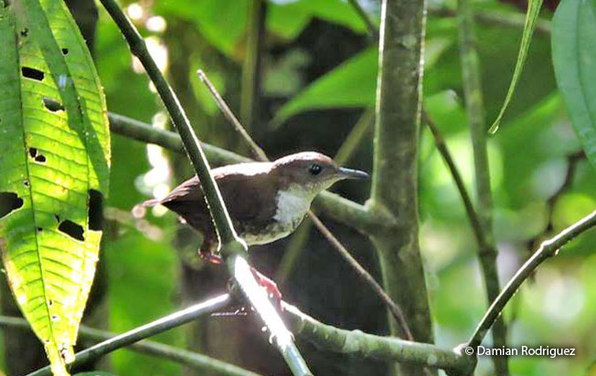 scaly-breasted_wren