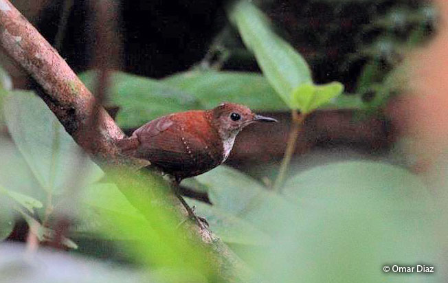 scaly-breasted_wren
