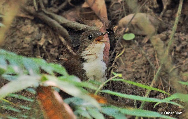 scaly-breasted_wren