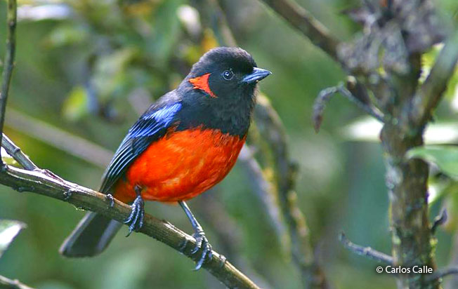 scarlet-bellied_mountain-tanager