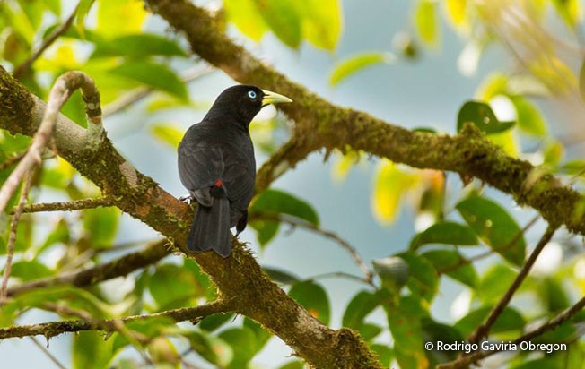 scarlet-rumped_cacique