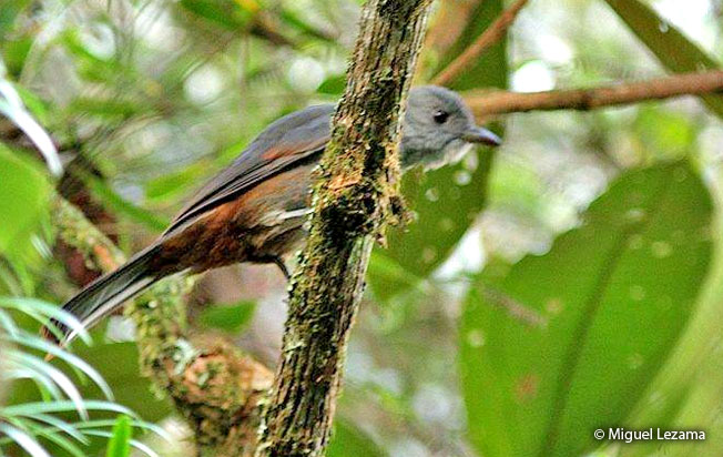 scimitar-winged-piha