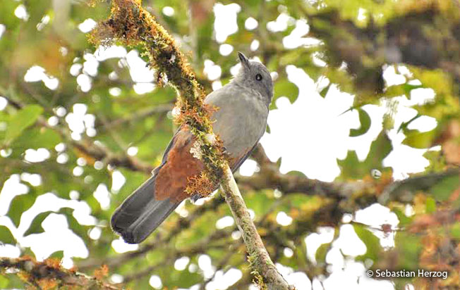 scimitar-winged-piha
