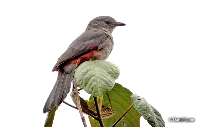 scimitar-winged-piha