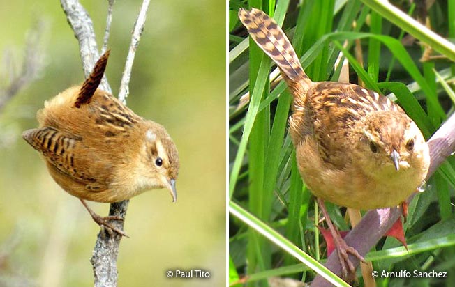 sedge_wren
