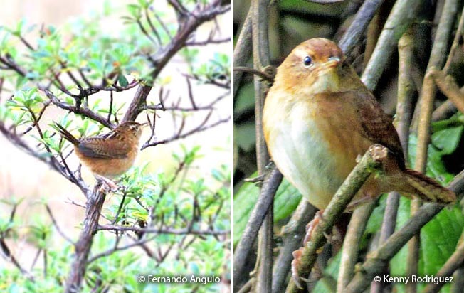 sedge_wren