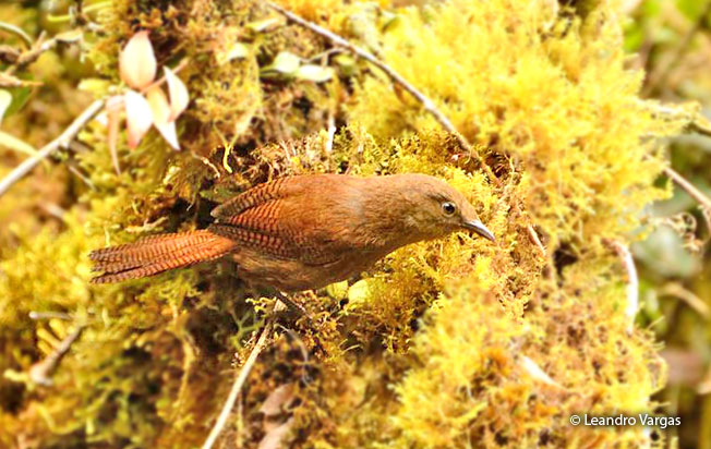 sharpe's_wren