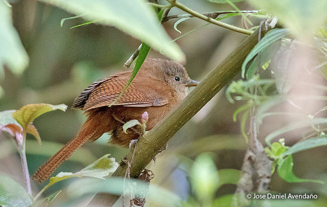 sharpe's_wren