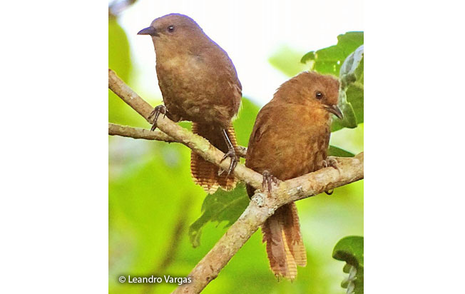 sharpe's_wren