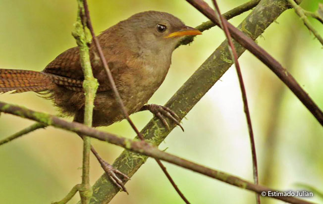 sharpe's_wren