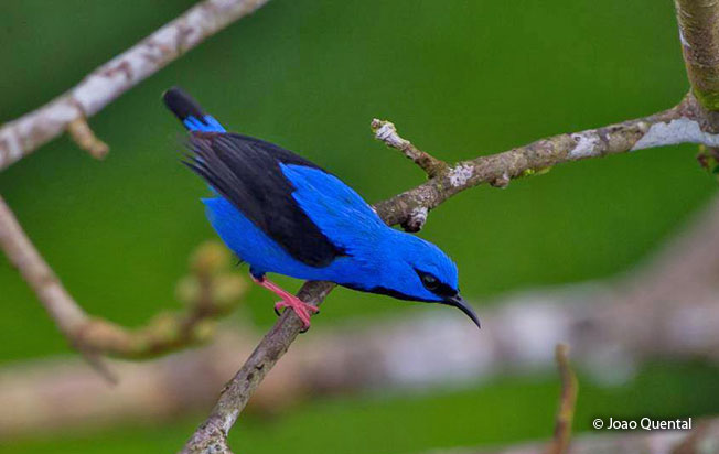 short-billed_honeycreeper