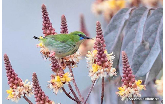 short-billed_honeycreeper