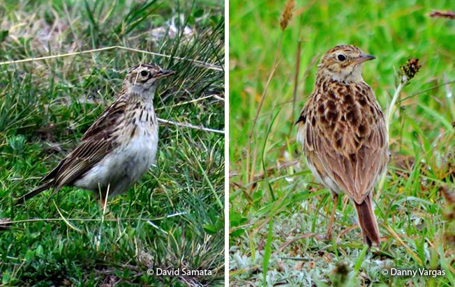 short-billed_pipit