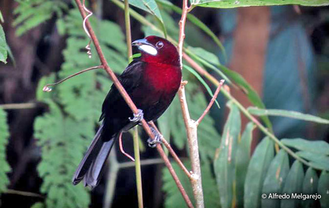 silver-beaked_tanager