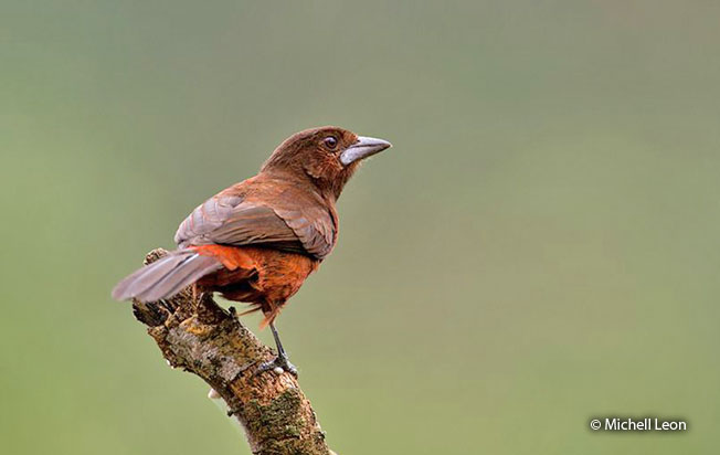 silver-beaked_tanager