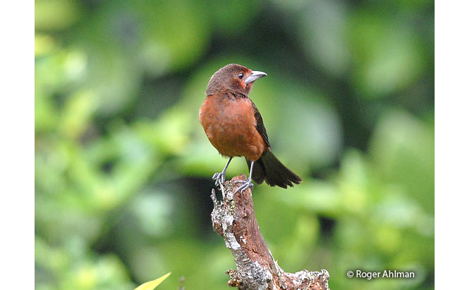 silver-beaked_tanager