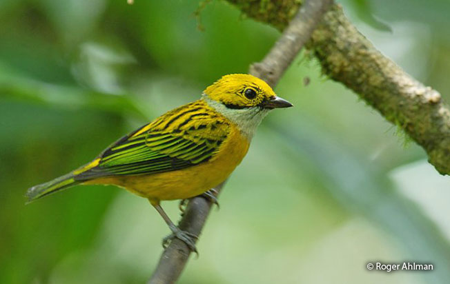 silver-throated_tanager