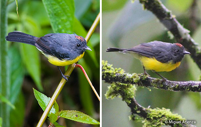 slate-throated_redstart