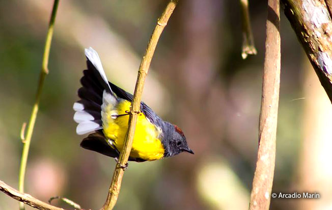 slate-throated_redstart
