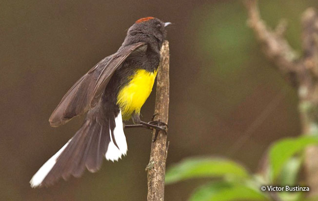 slate-throated_redstart