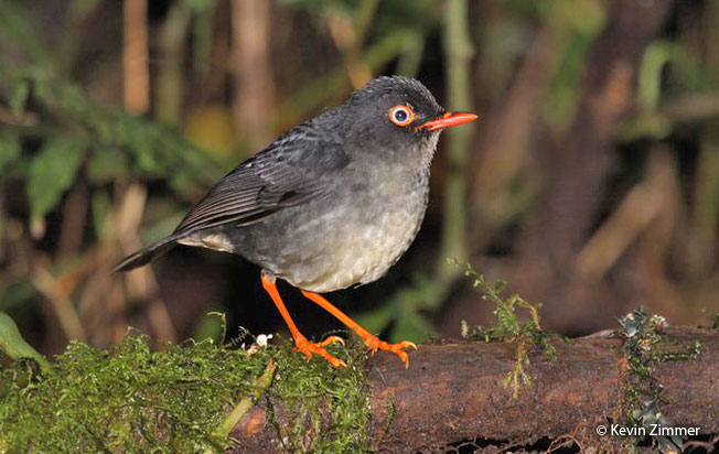 slaty-backed_nightlingale